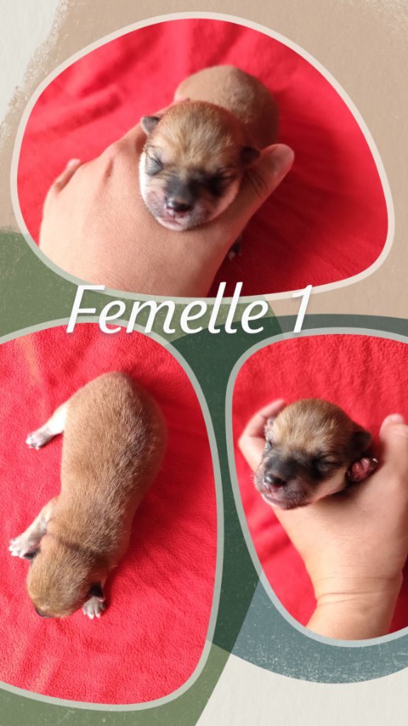 Des Terres De Can’elles - Chiot disponible  - Shiba