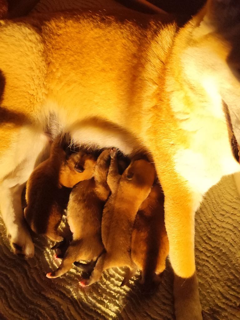 chiot Shiba Des Terres De Can’elles