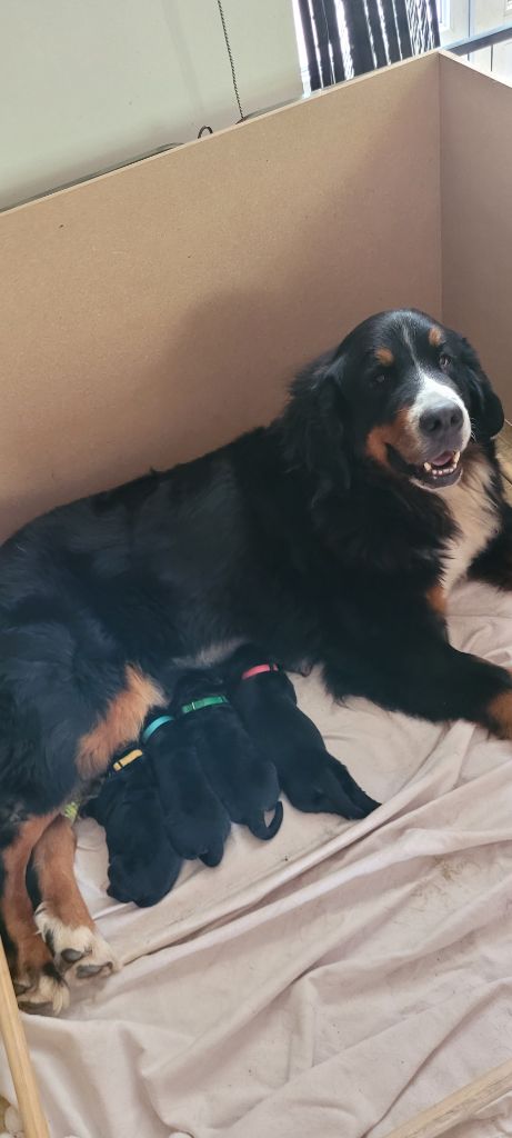 chiot Bouvier Bernois Des Terres De Can’elles