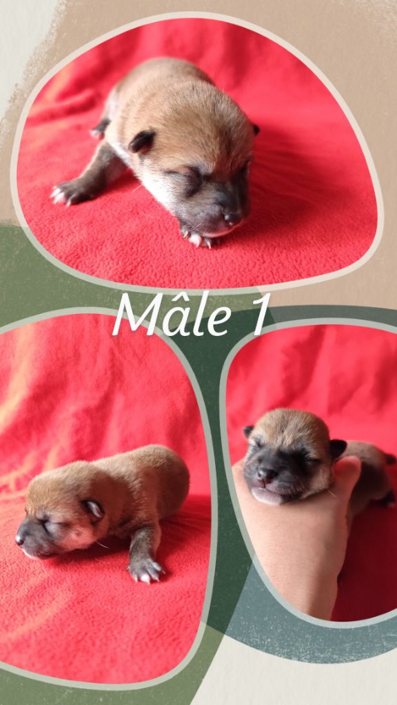 Des Terres De Can’elles - Chiot disponible  - Shiba