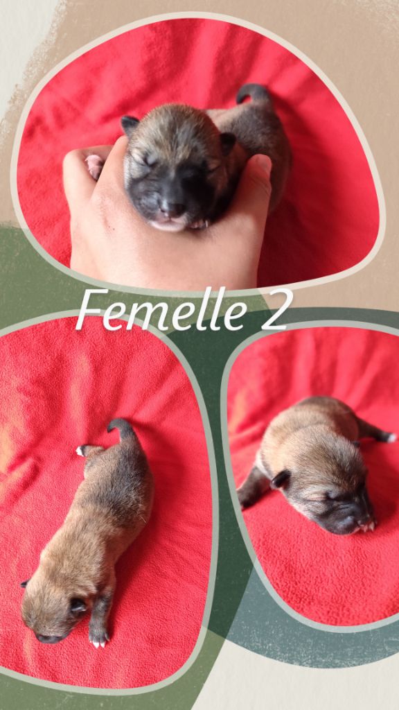 Des Terres De Can’elles - Chiot disponible  - Shiba