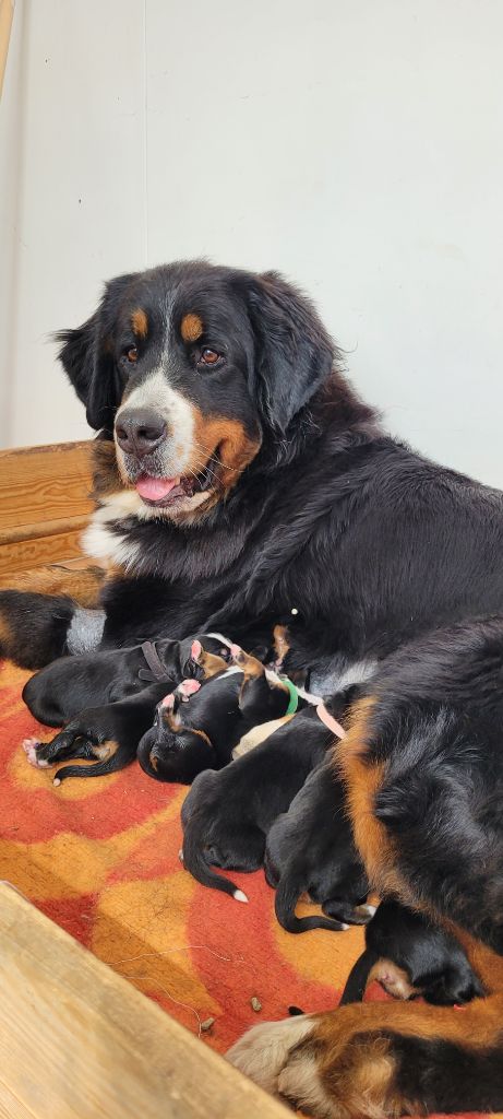 chiot Bouvier Bernois Des Terres De Can’elles