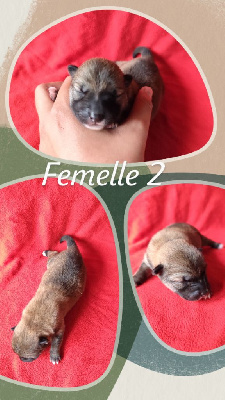 Femelle 2