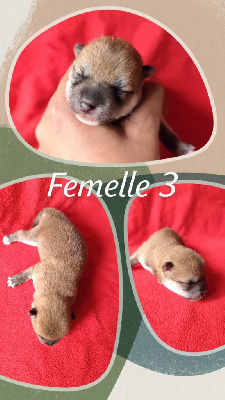 Femelle 3