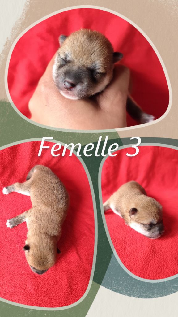 Des Terres De Can’elles - Chiot disponible  - Shiba