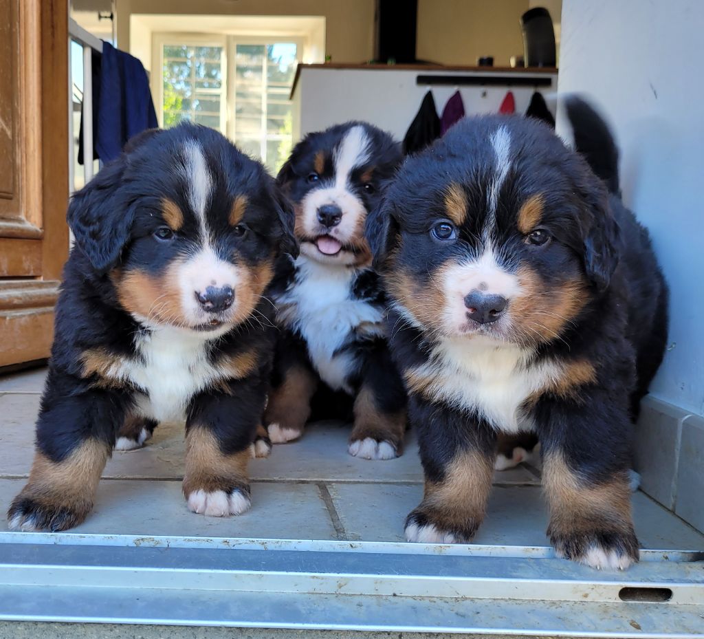 chiot Bouvier Bernois Des Terres De Can’elles