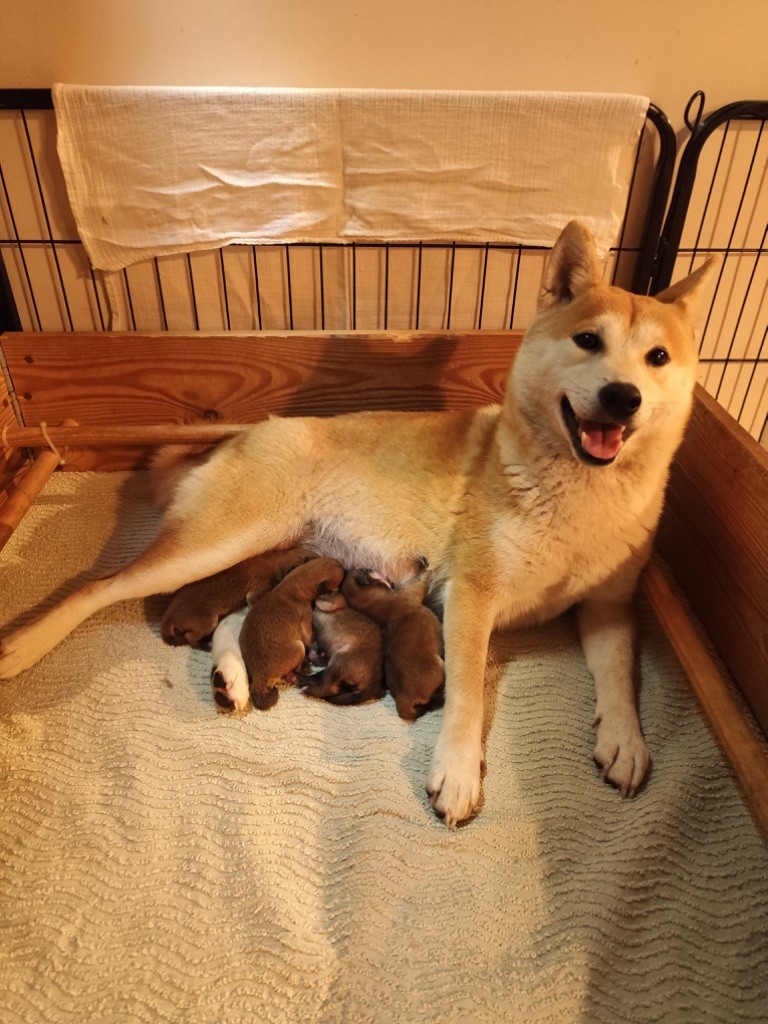 Chiots Shiba disponible 