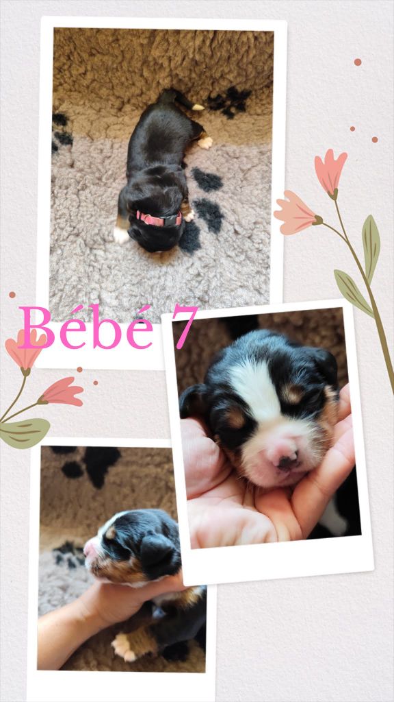 Des Terres De Can’elles - Chiots disponibles - Bouvier Bernois