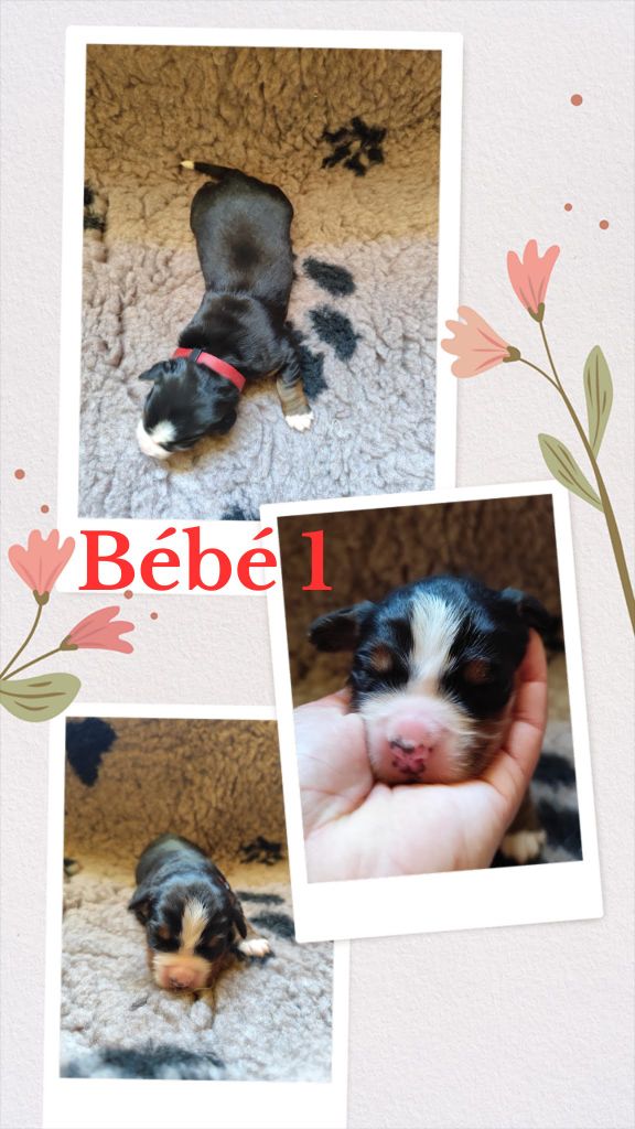 Des Terres De Can’elles - Chiots disponibles - Bouvier Bernois