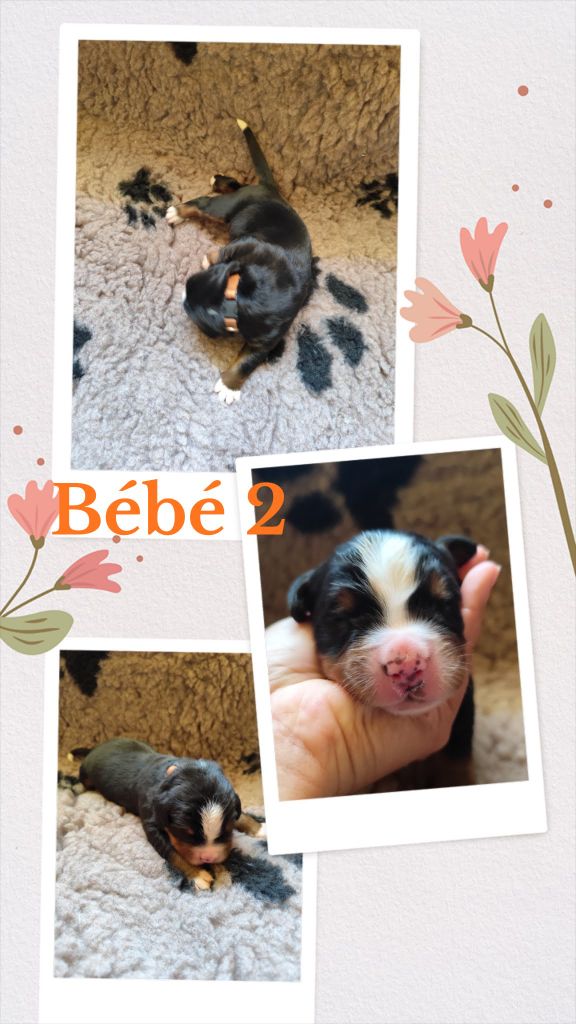 Des Terres De Can’elles - Chiots disponibles - Bouvier Bernois
