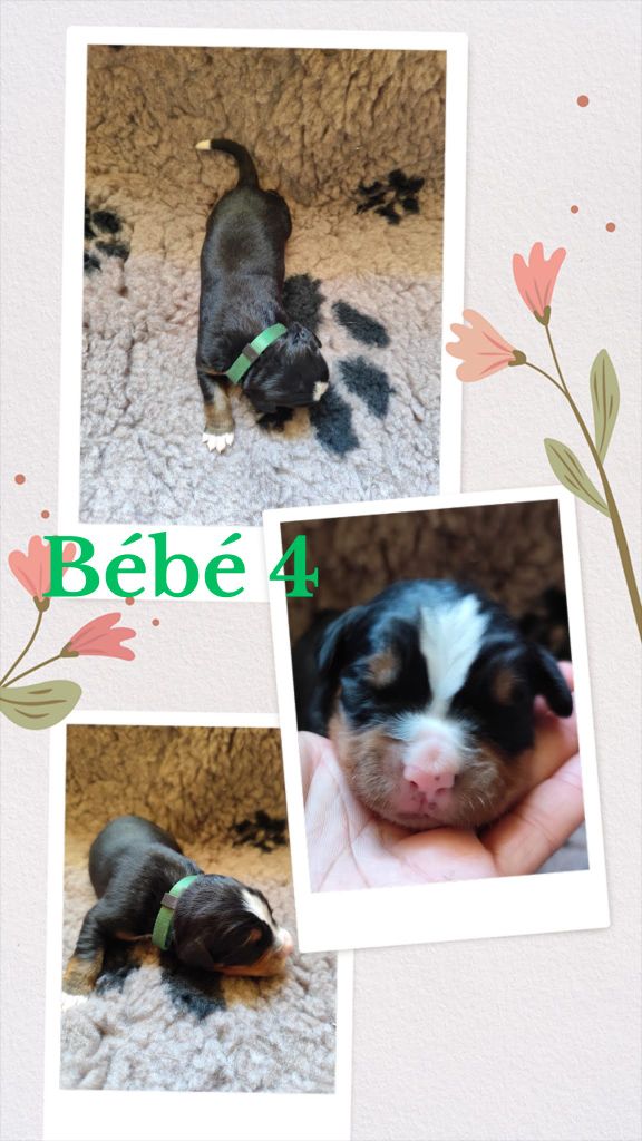 Des Terres De Can’elles - Chiots disponibles - Bouvier Bernois