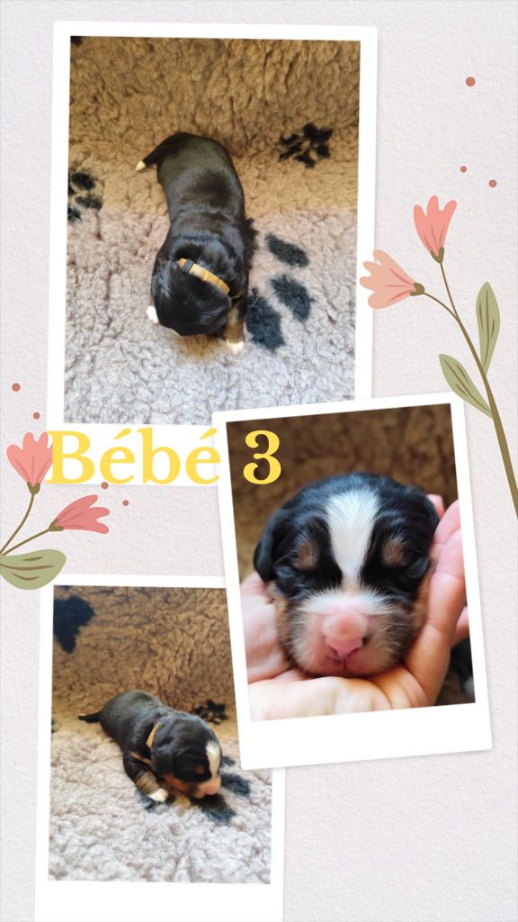 Des Terres De Can’elles - Chiots disponibles - Bouvier Bernois