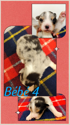 Bébé 4
