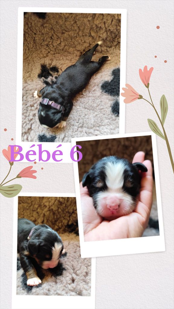 Des Terres De Can’elles - Chiots disponibles - Bouvier Bernois