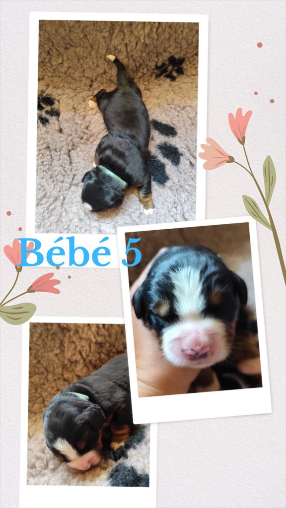 Des Terres De Can’elles - Chiots disponibles - Bouvier Bernois