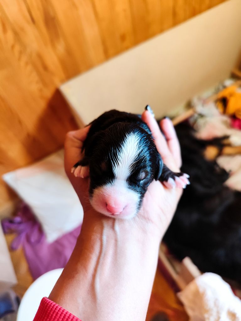 Des Terres De Can’elles - Chiots disponibles - Bouvier Bernois