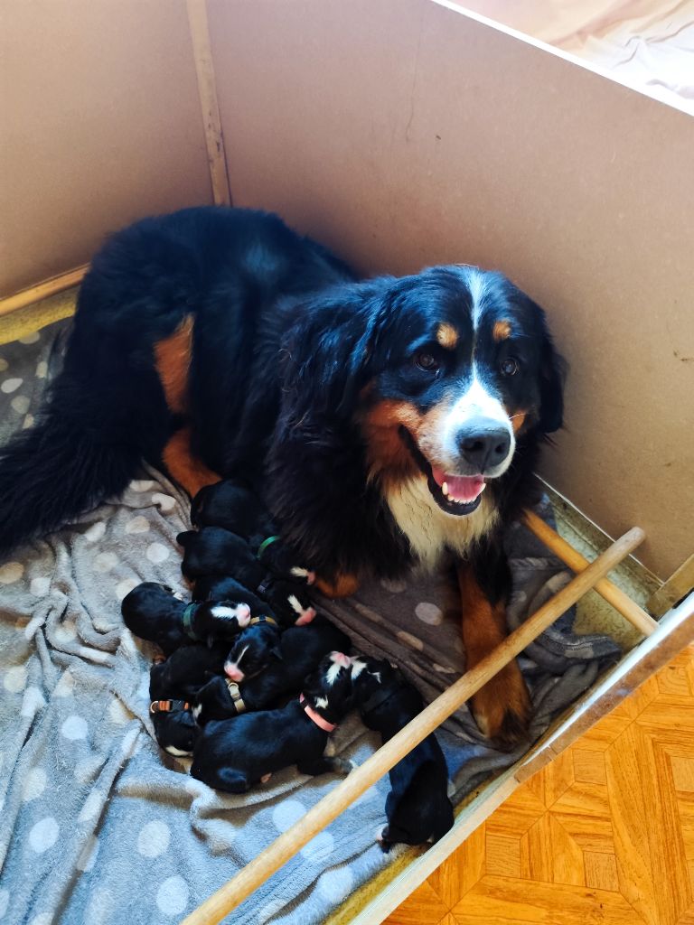 Chiot Bouvier Bernois Des Terres De Can’elles