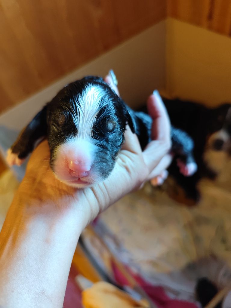 Des Terres De Can’elles - Chiots disponibles - Bouvier Bernois